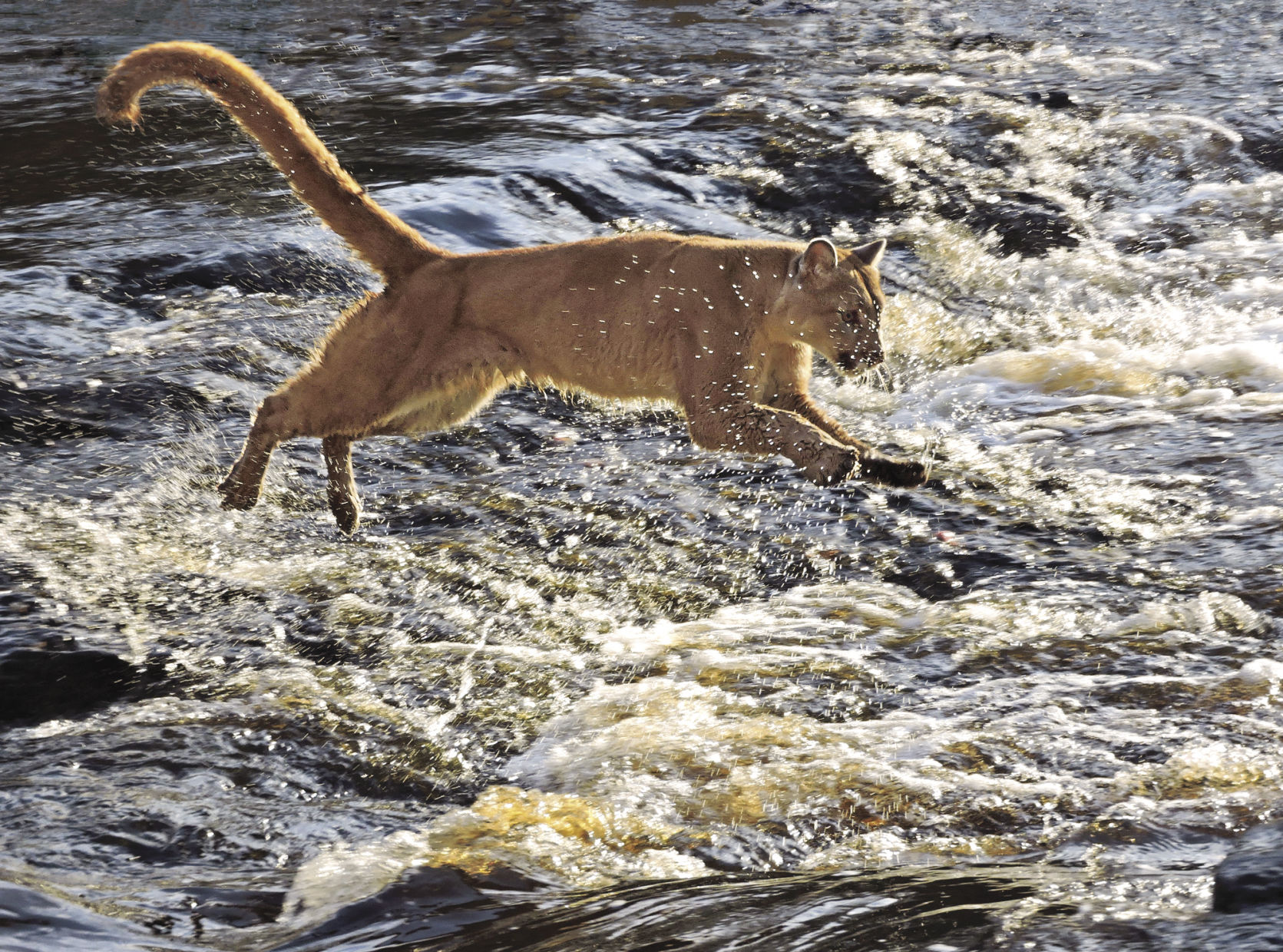 The Cougar Returns to the East